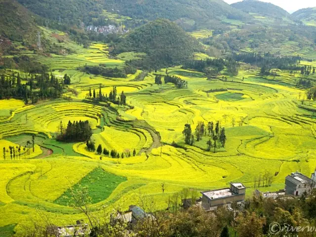 【中国】圧巻の菜の花のじゅうたん！「羅平菜の花畑」