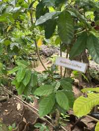 Negari Luwak Coffee, Bali 