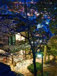 【広島】行かなきゃ損‼️尾道水道×桜の絶景🌸 ライトアップも✨