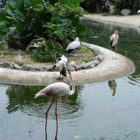 新加坡飛禽公園～鳥類的天堂