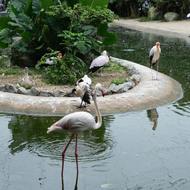 新加坡飛禽公園～鳥類的天堂