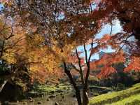 ชมใบไม้เปลี่ยนสีที่สวน Koishikawa Korakuen