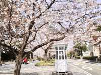 Chasing Sakura at Yamashita Park Yokohama 