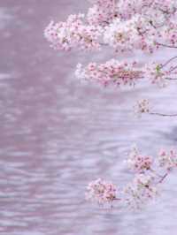 Chasing Sakura at Motoara River