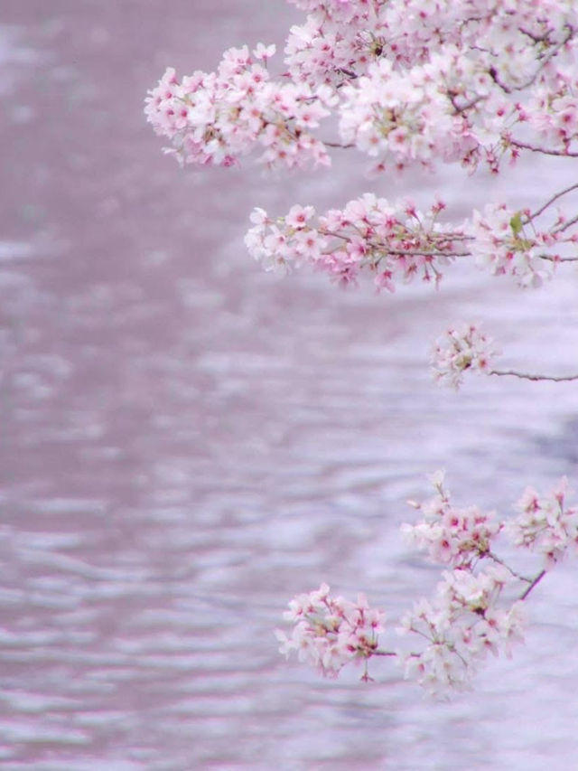 Chasing Sakura at Motoara River