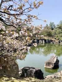 Spring at Nijo Castle: A Cherry Blossom Wonderland