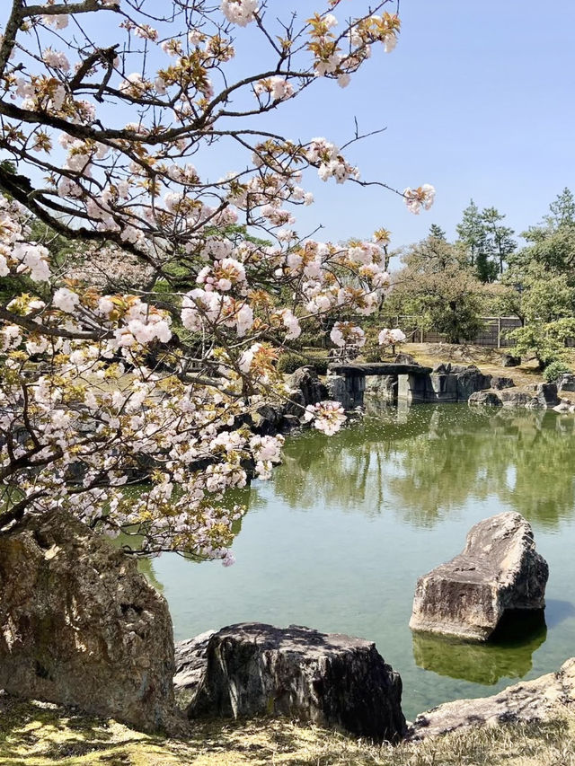 Spring at Nijo Castle: A Cherry Blossom Wonderland