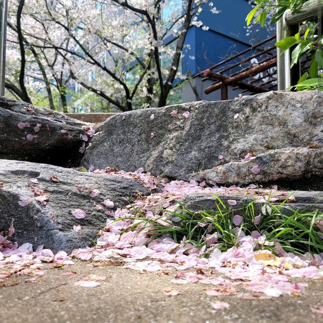 海云台Dalmaji路樱花