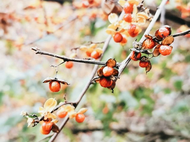 The Garden of Morning Calm: Korea’s Tranquil Floral Wonderland