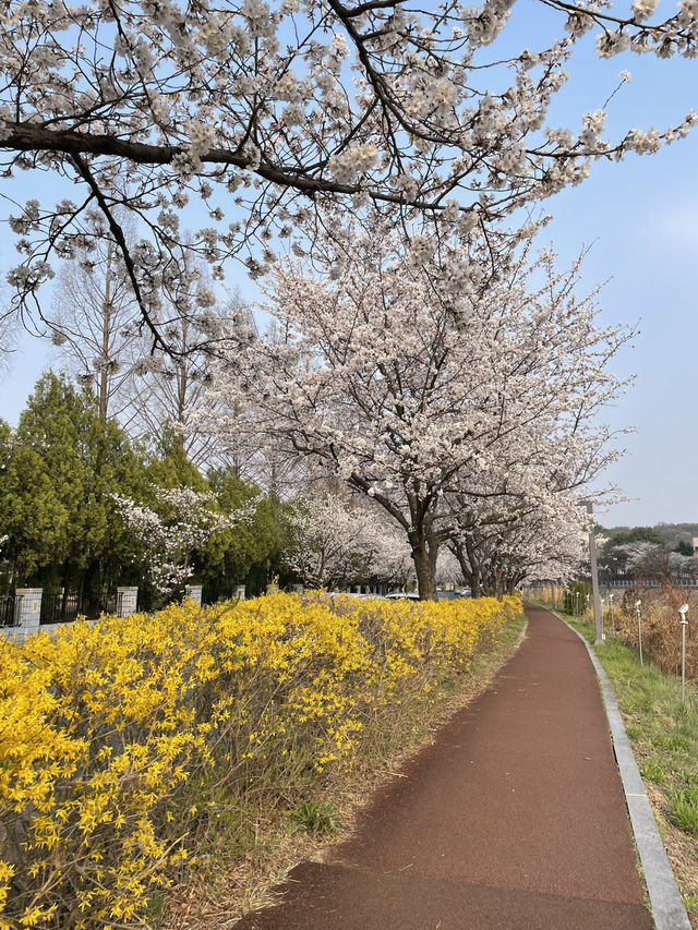  대전벚꽃나들이 모음🌸