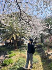 제주 숨겨진 벚꽃 스팟 찾으신다면 🌸