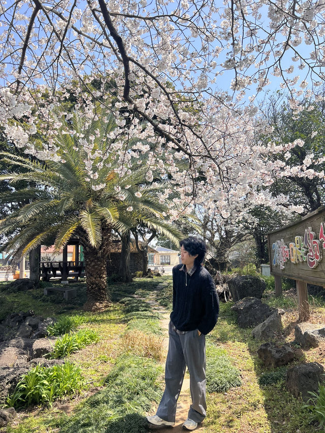 제주 숨겨진 벚꽃 스팟 찾으신다면 🌸