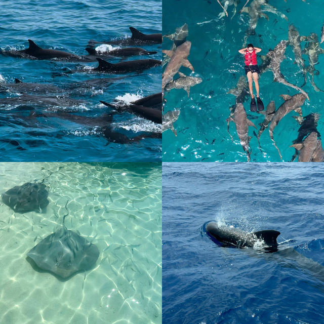 Maafushi Island ' 🌺🌴 ไปนอนเกาะโลคอลในประเทศมัลดี