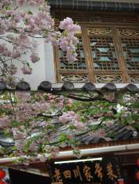 A Serendipitous Spring in Shuhe: Cherry Blossoms and Wisteria