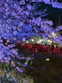 岡崎城の夜桜🌸