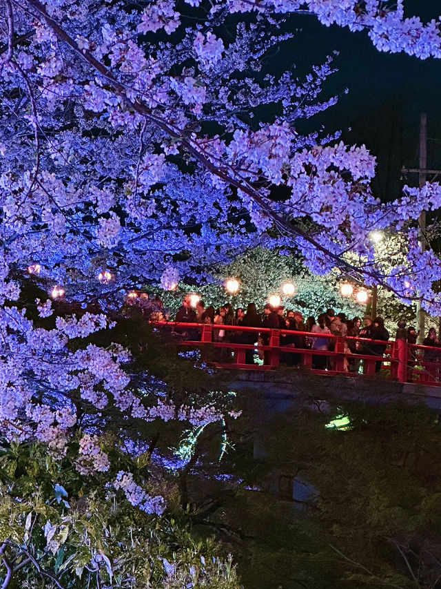 岡崎城の夜桜🌸