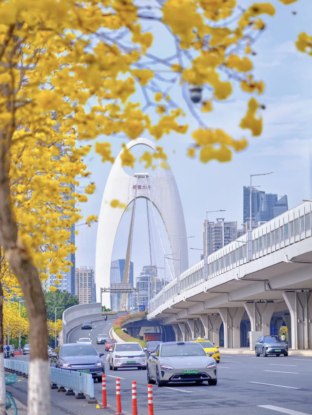 Miss it now, and you'll wait another whole year—Guangzhou’s spring is in full bloom!