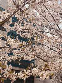 Campus in Bloom: Chungnam National University's Delightful Spring Cherry Blossoms 
