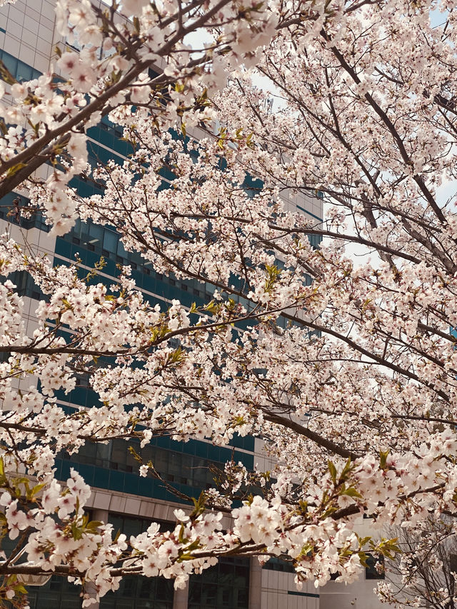 Campus in Bloom: Chungnam National University's Delightful Spring Cherry Blossoms 