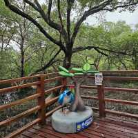 🎄ป่าชายเลนกลางเมือง | ปอดของคนระยอง 🏞