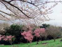 四國賞櫻之旅：紫雲出山山頂園地