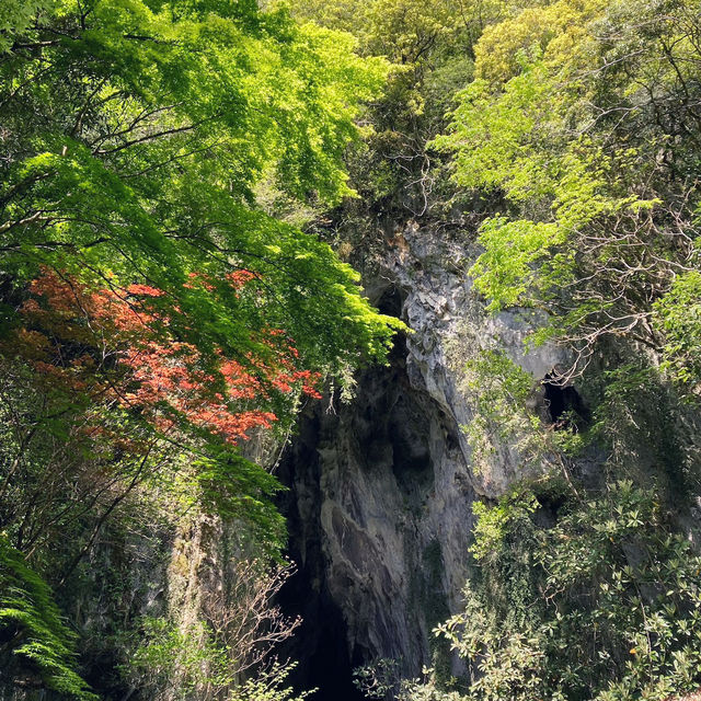 山口🇯🇵 神秘的な空間の秋芳洞