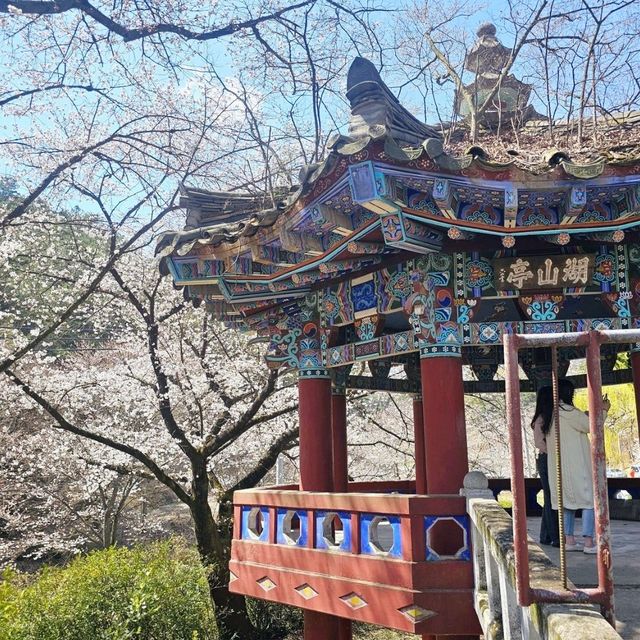 한옥건물과 벚꽃 조합이라니🩷