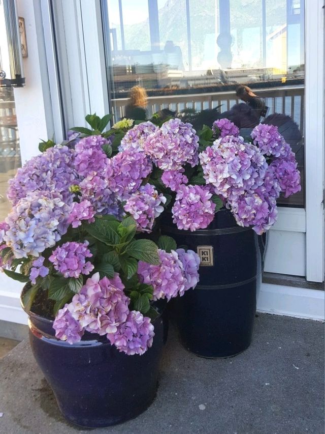 LOFOTEN IN BLOOM