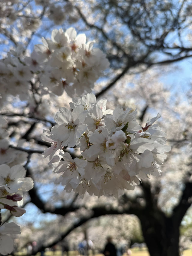 A Magical 6-Day Journey Through Osaka & Kyoto – Culture, Food, and Unforgettable Moments