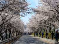 安養川（アニャンチョン）の桜並木で春散歩🌸🌿