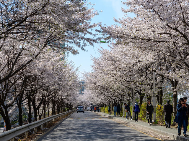 安養川（アニャンチョン）の桜並木で春散歩🌸🌿