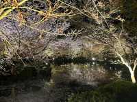 京都車站周邊賞櫻首選---東寺•夜櫻