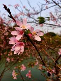 South China Botanical Garden– Guangzhou’s Lush Green Sanctuary