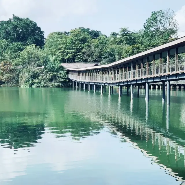 Nature’s New Path: Exploring Mandai Boardwalk 🇸🇬