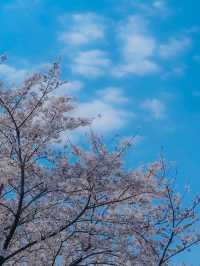 【東京・舎人公園】春の絶景お花見スポット