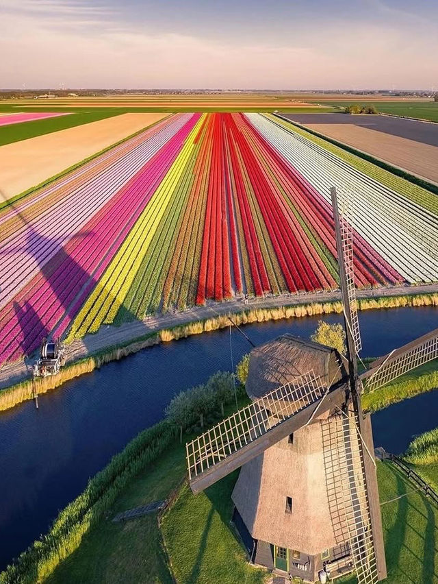 Tulip Farming