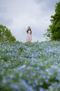 Experience with Nemophila and Double Cherry Blossoms at Showakinen Park, Tachikawa