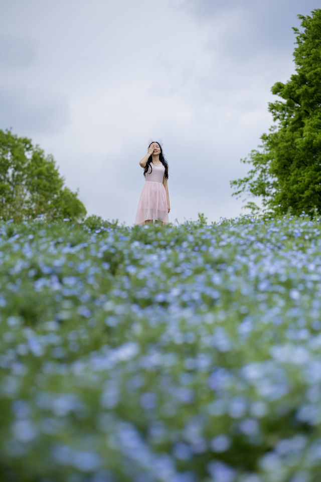Experience with Nemophila and Double Cherry Blossoms at Showakinen Park, Tachikawa
