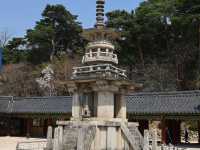 “Bulguksa Temple: Where Cherry Blossoms Embrace Timeless Tranquility”
