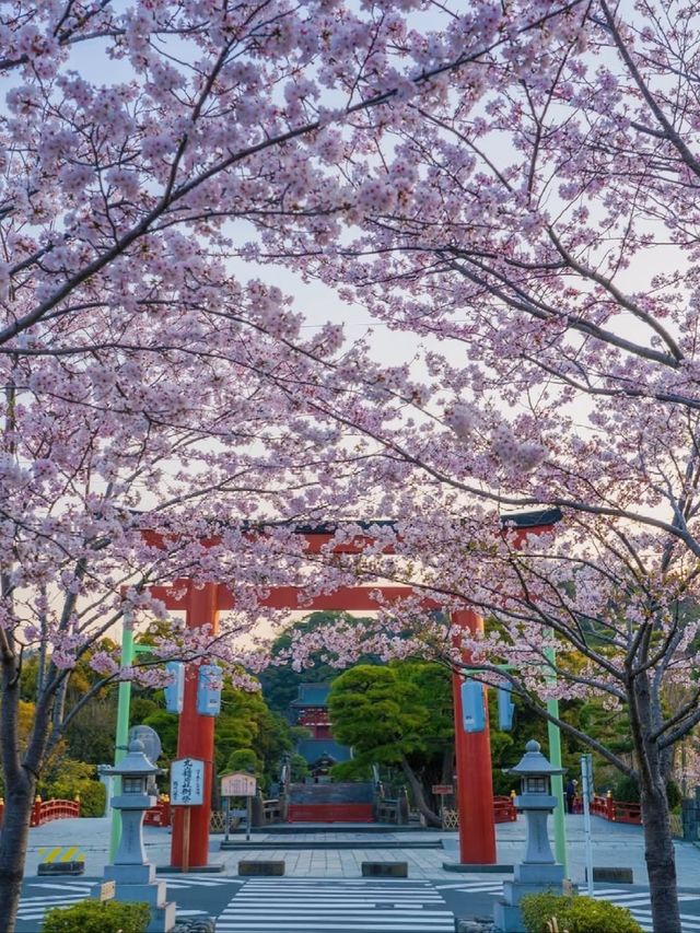 Tsurugaoka Hachimangu Cherry Blossoms– Kamakura’s Samurai Sakura Sanctuary