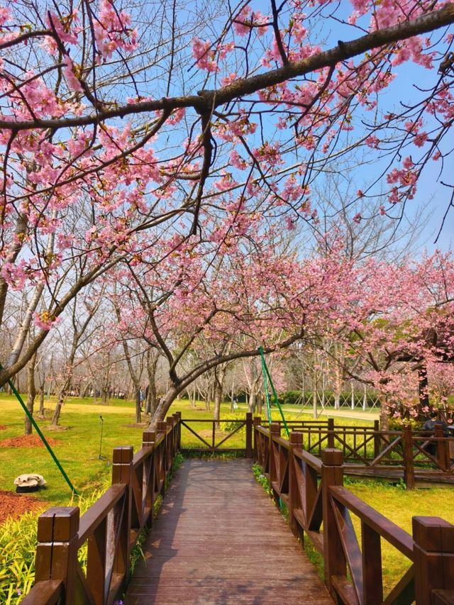 Blossoms of the City: Springtime Serenity at Gucun Park