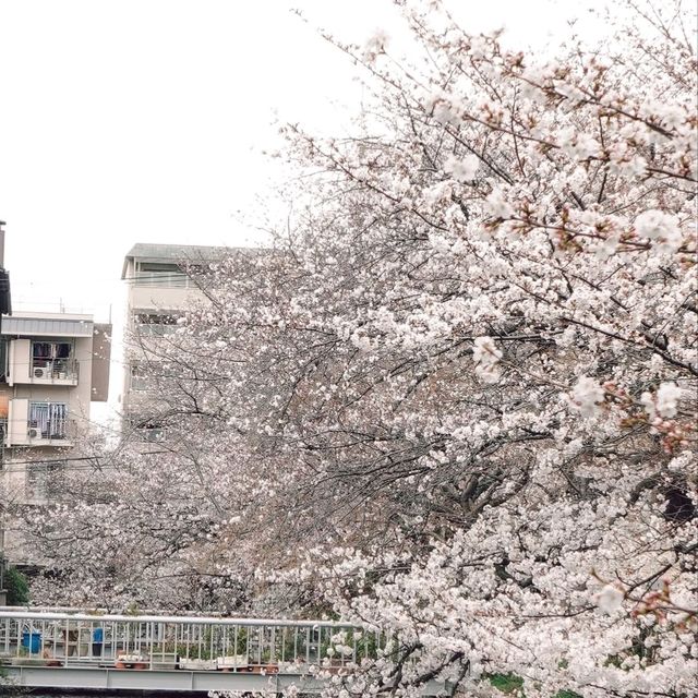 Spring in Japan calls in for a strawberry feast ! 🍓 🌸