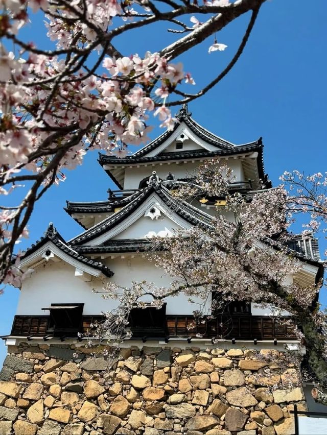 Hikone Castle Cherry Blossoms | A Stunning Harmony of National Treasure and Sakura
