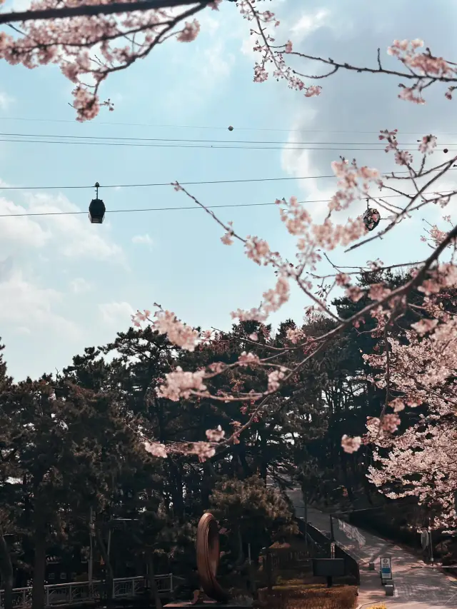 Bloom, Breeze & a Bit of Roar: Discover the Charm of Songdo Cable Car