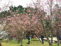 Yangmingshan Cherry Blossoms: Taipei’s Mountain Floral Wonderland