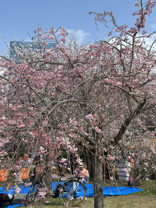 ชมซากุระบานที่ปราสาทโอซาก้า 🏯🌸