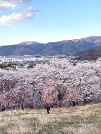 Matsumoto Kobo-yama Sakura | A Secluded Pink Paradise in the Japanese Alps