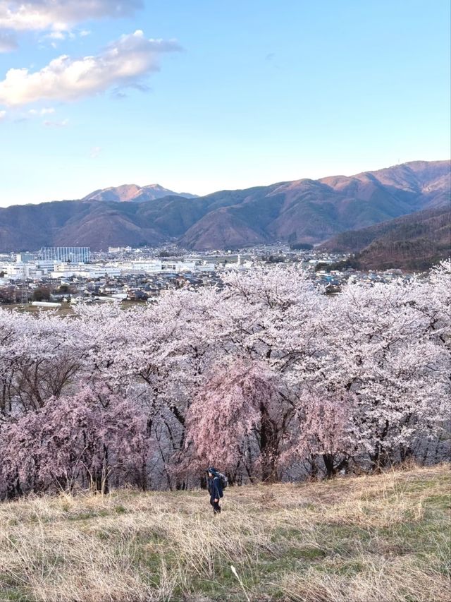Matsumoto Kobo-yama Sakura | A Secluded Pink Paradise in the Japanese Alps