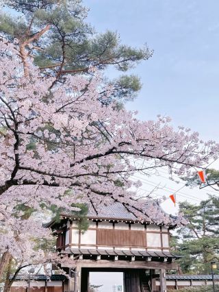 秋田県鳥海公園の桜開花情報🌸