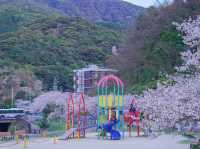 “Blossoms of Peace: Cherry Blossom Season in Historic Nagasaki”